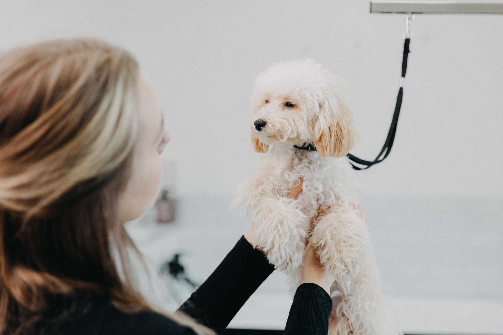 Cute little white poodle is having his cheeks played with by a female worker in an animal saloon.