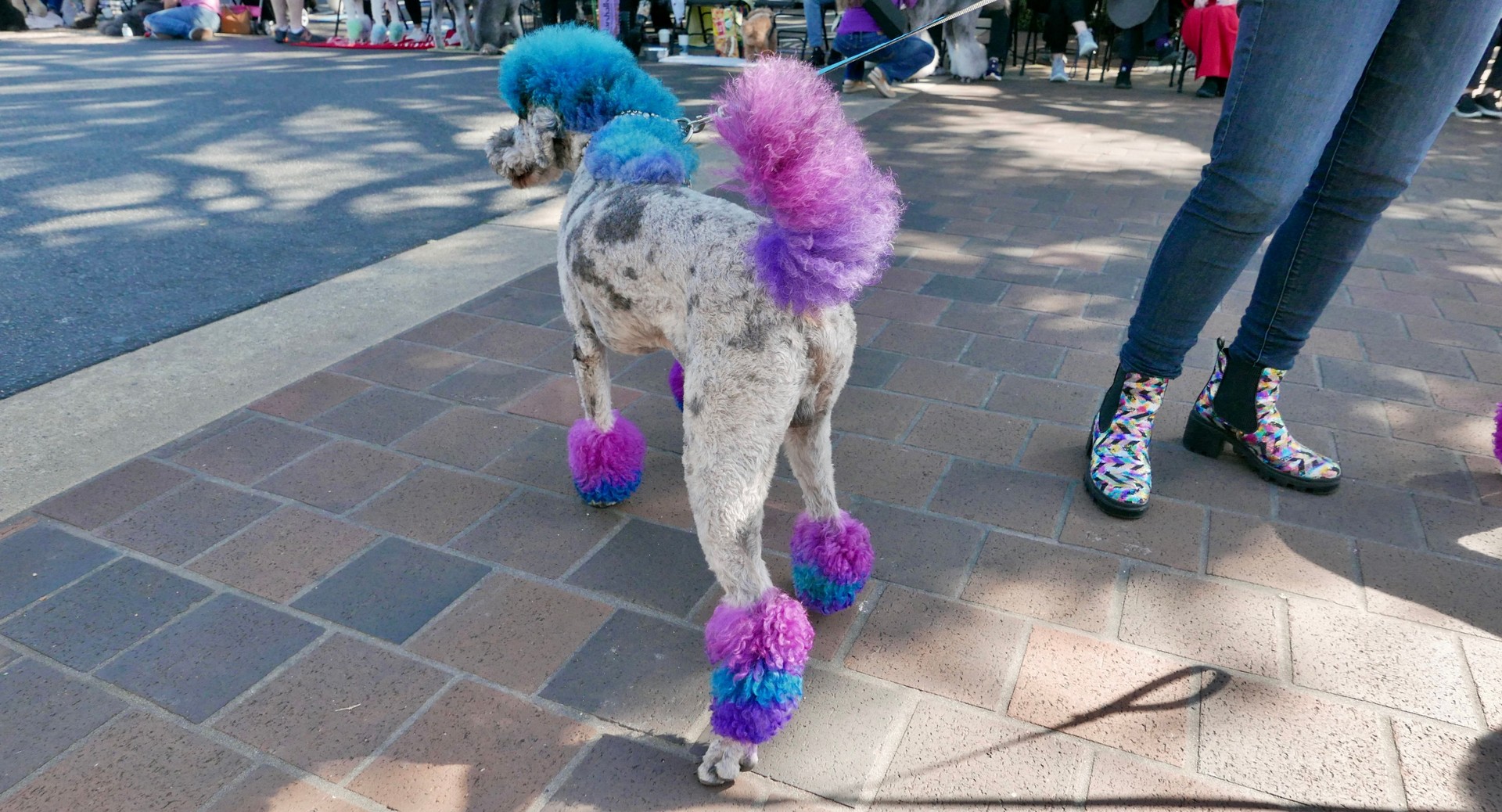 Poodles of Halloween