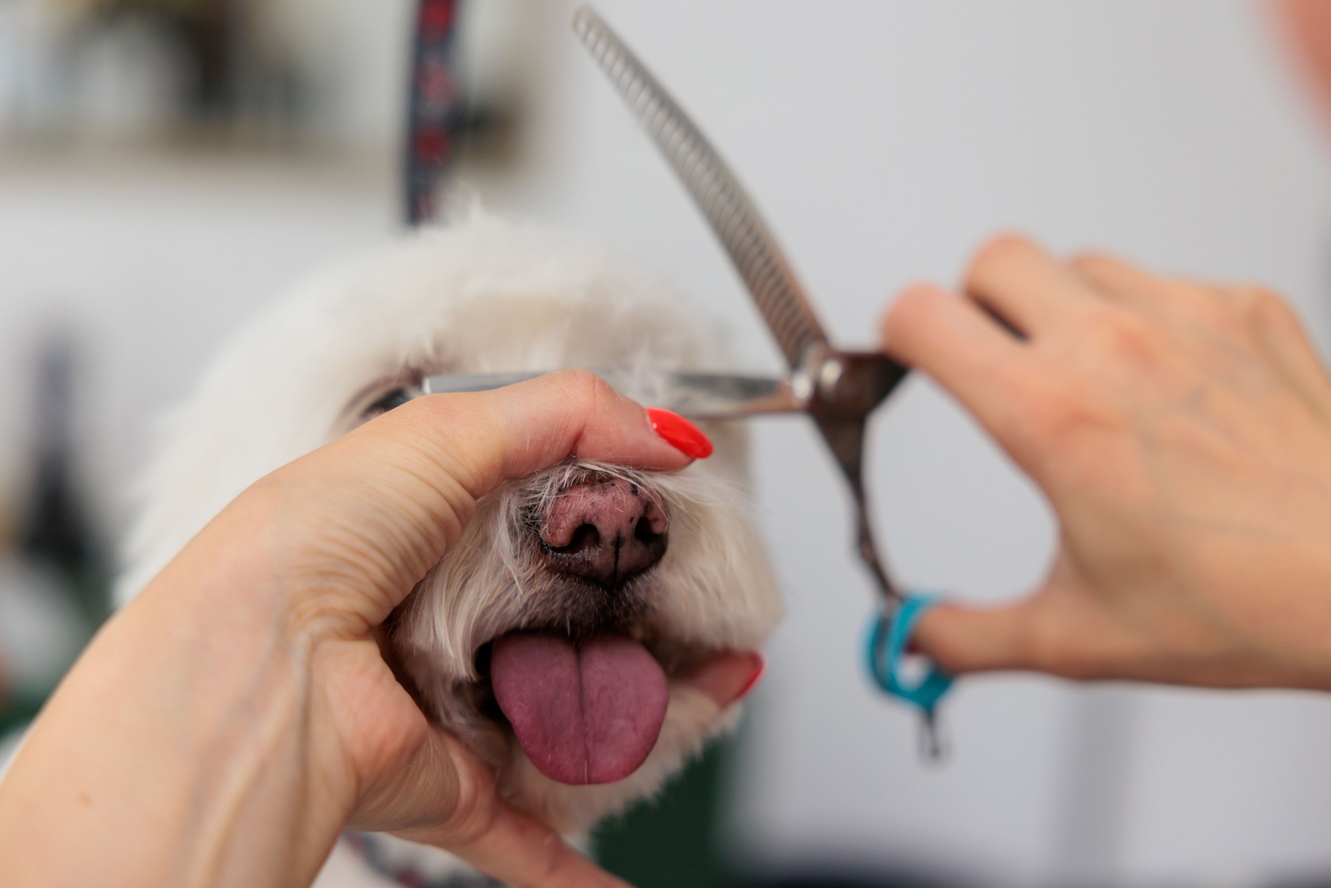Close-up of maltese dog trimming with scissors