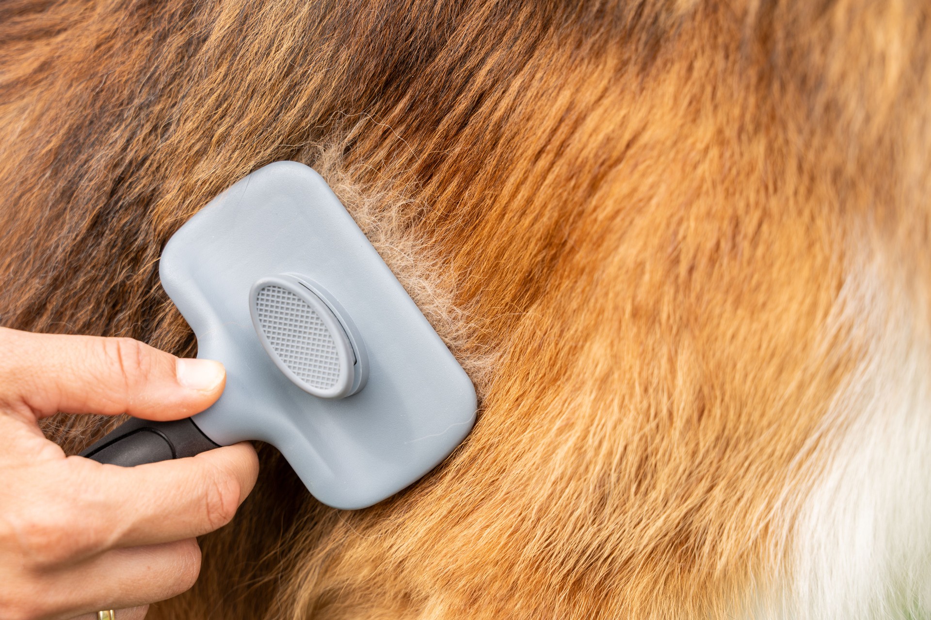 Closeup Grooming Dog Fur With Brush Removing Loose Hair For Shedding Control And Coat Maintenance