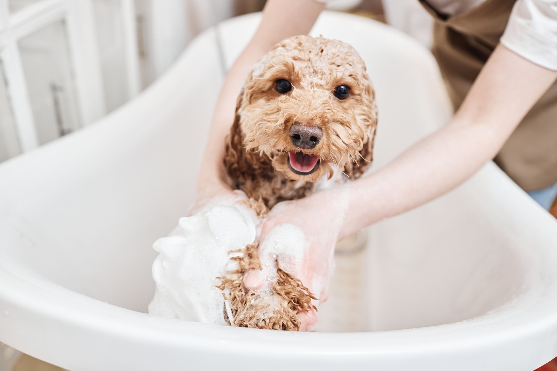 Happy Cute Dog in Soap Foam