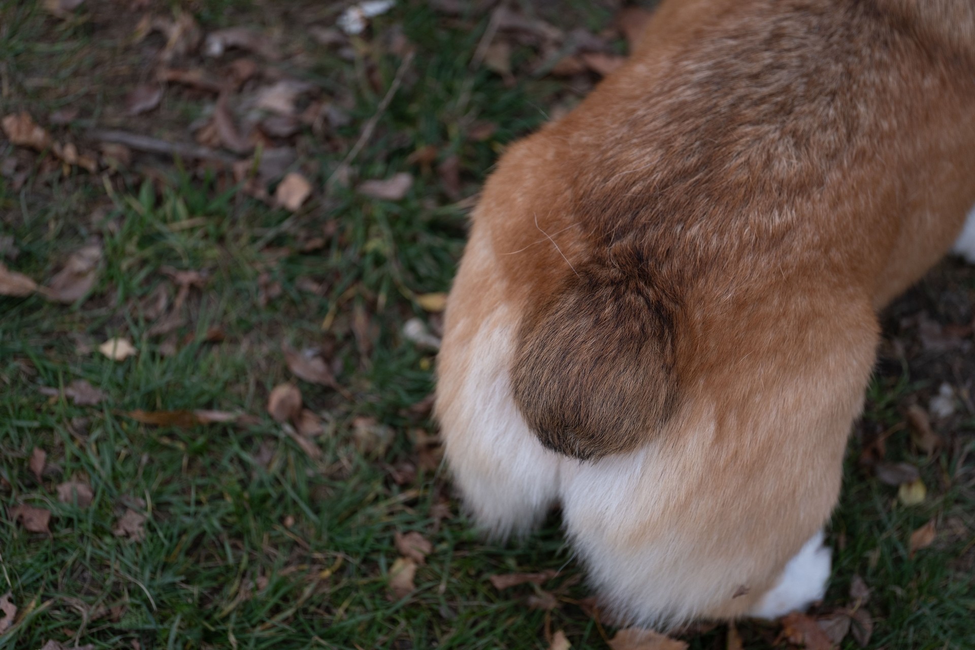 Corgi hindquarters close view on grass