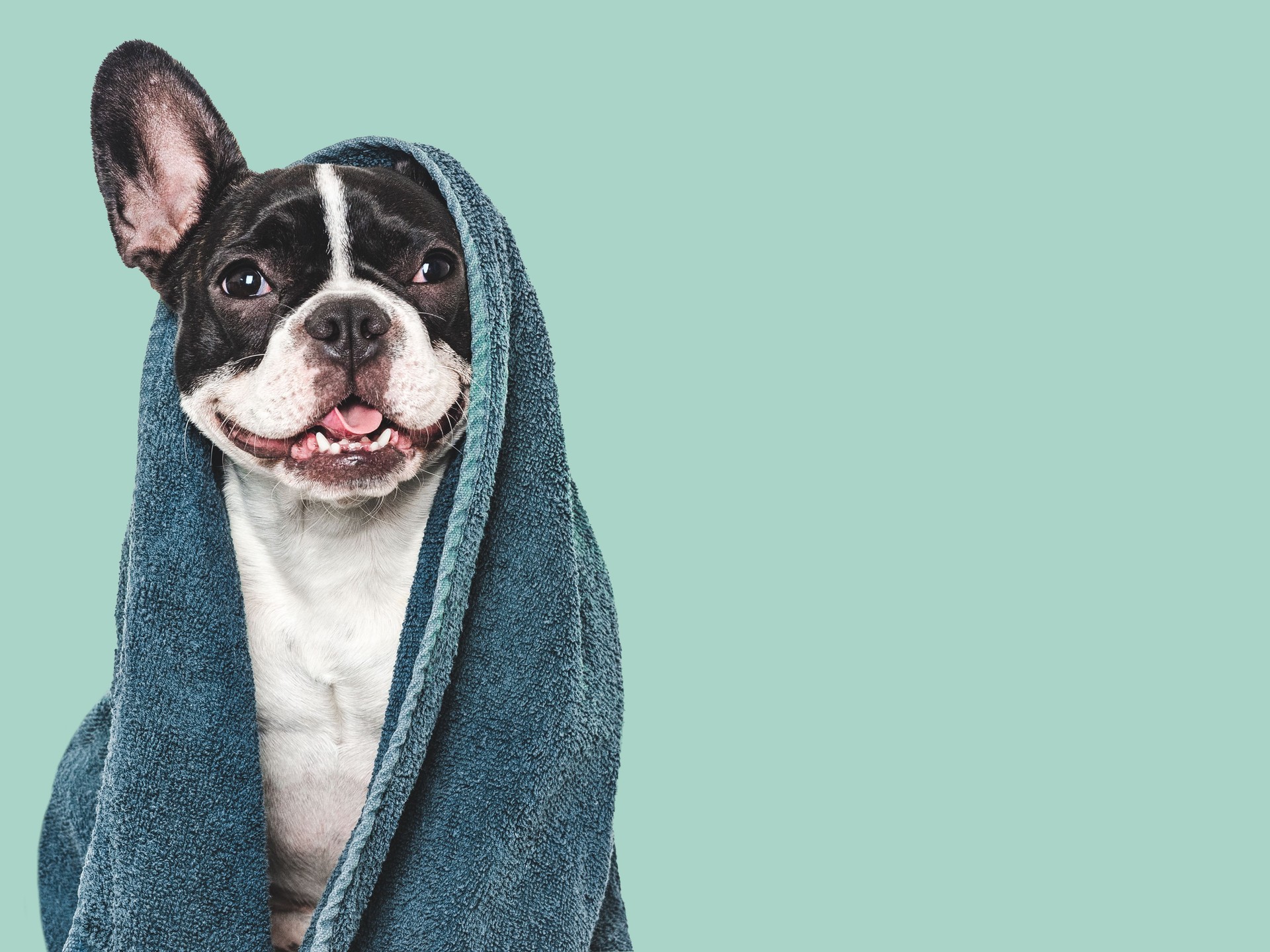Cute puppy and blue towel. Studio shot