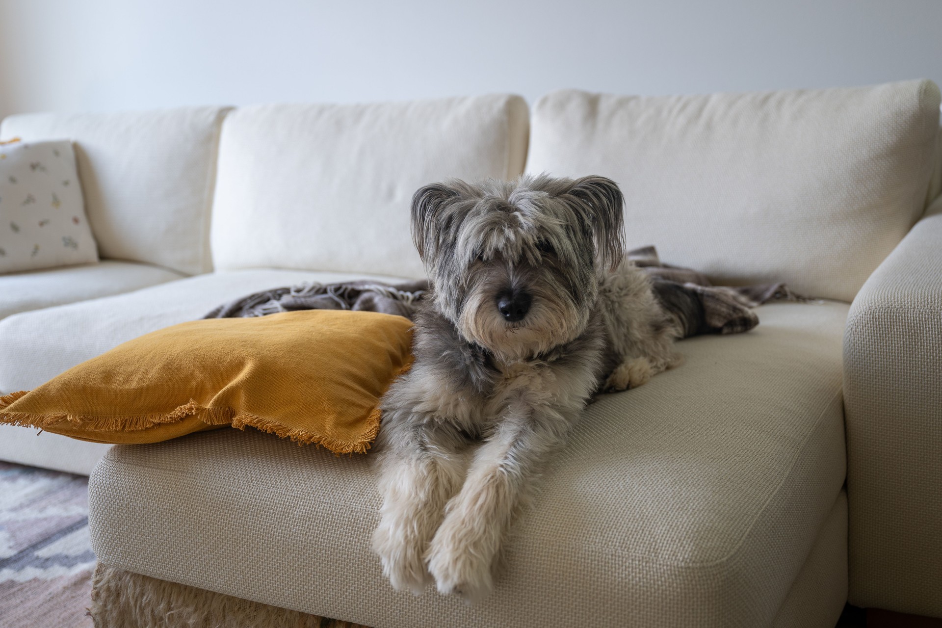 sad dog without breed lies on couch at home with his head on a orange pillow.