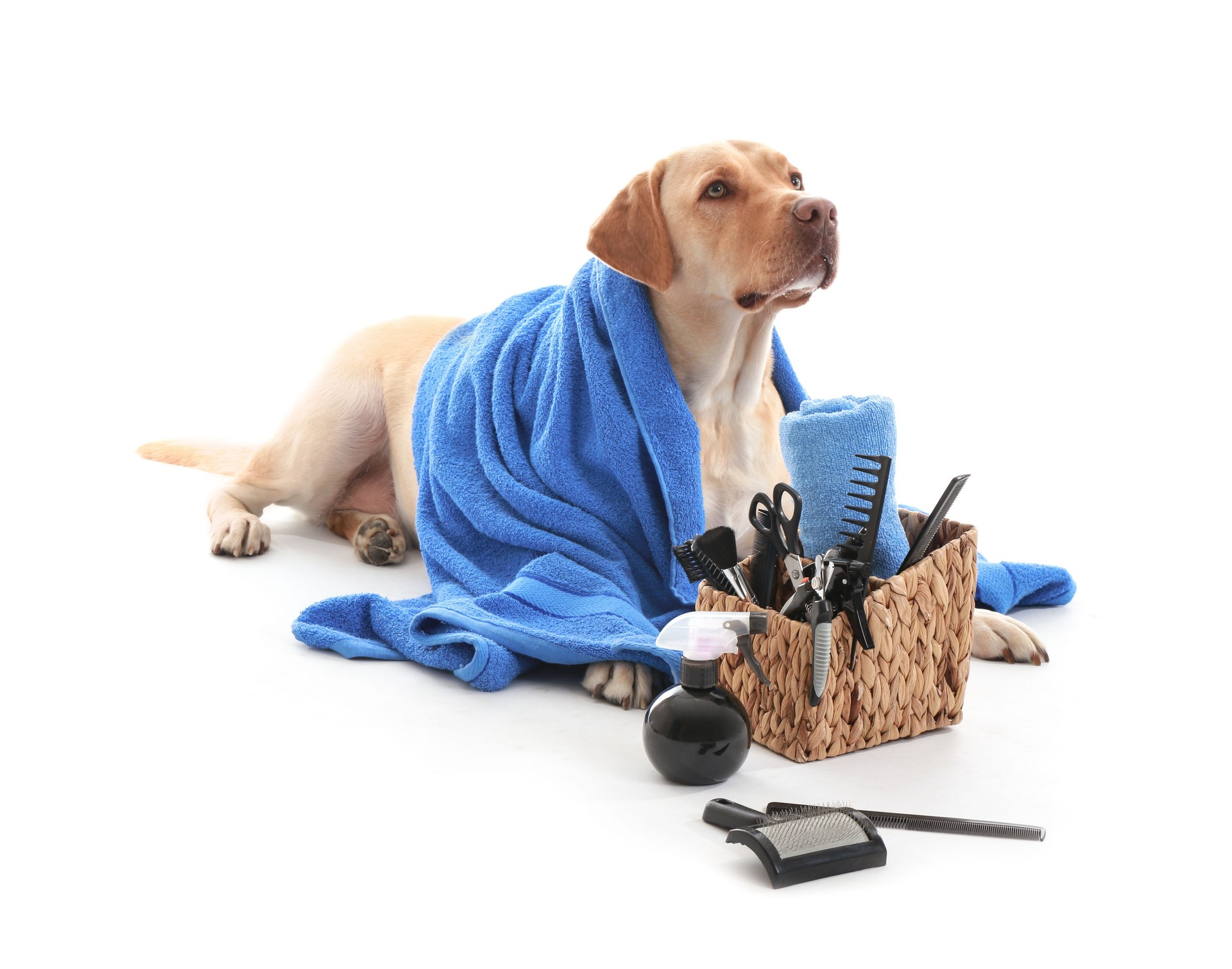 Adorable Labrador retriever dog patiently waits with a towel after a bath, surrounded by grooming tools.