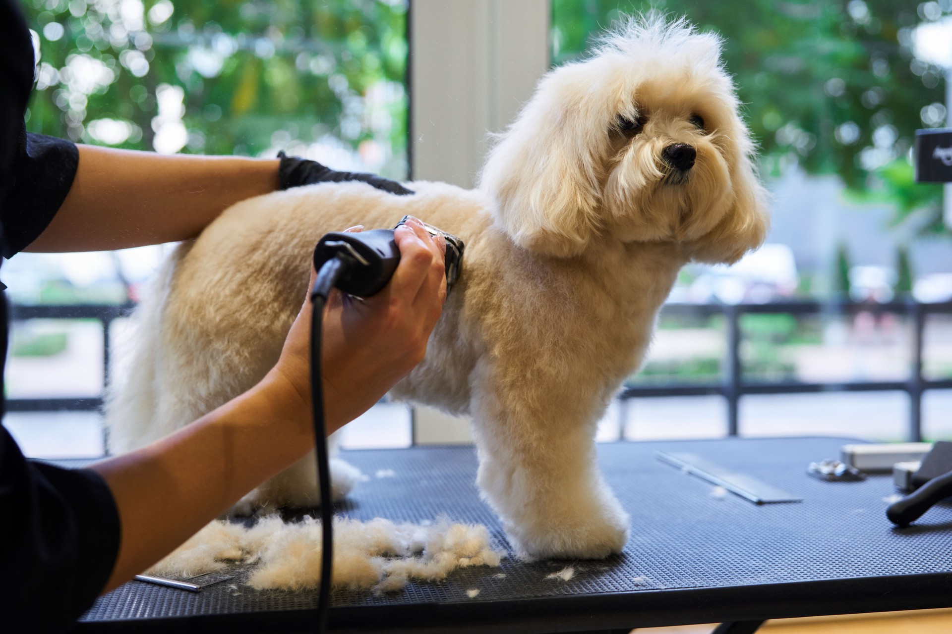 Grooming a fluffy dog at a pet salon during a sunny afternoon