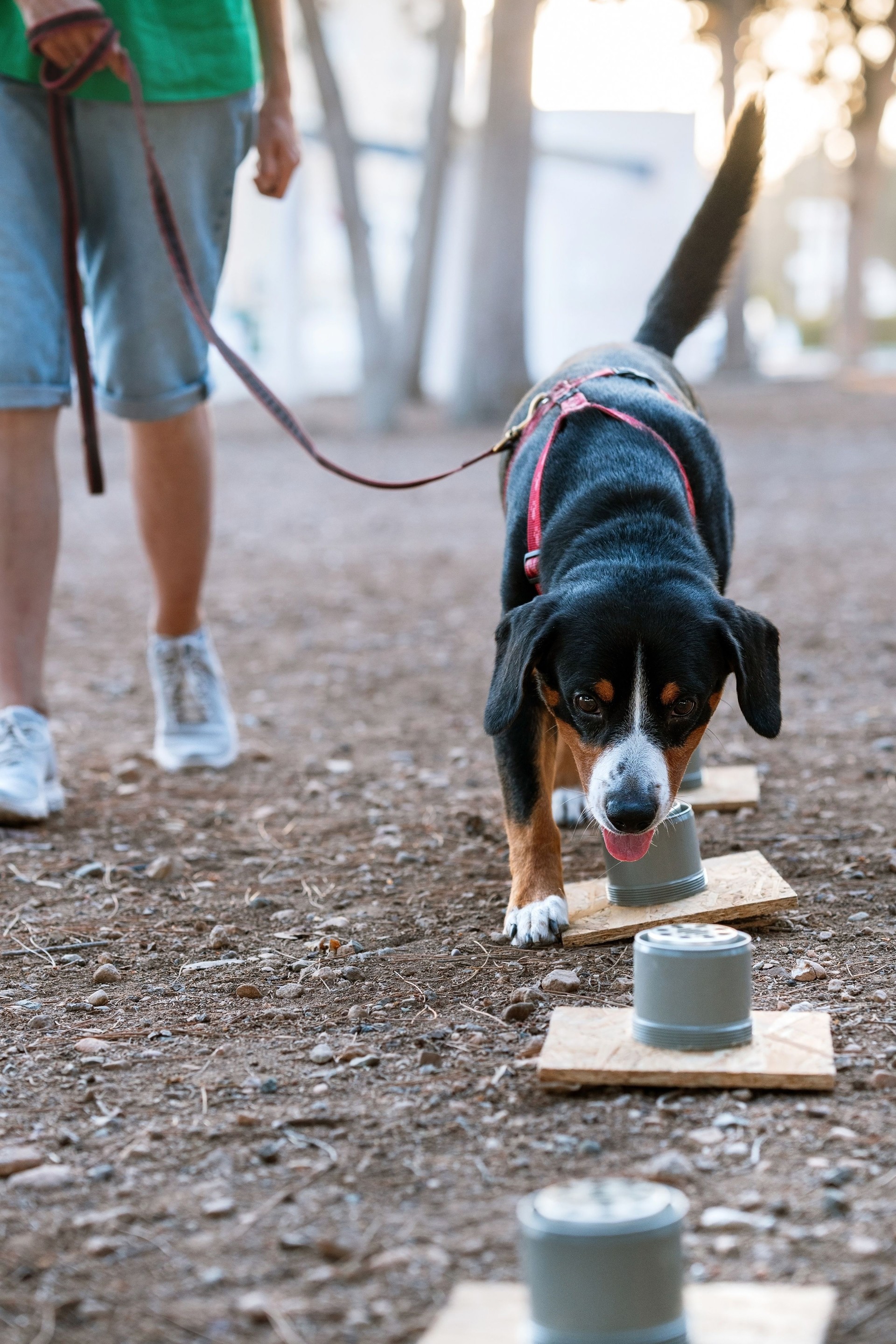 Entlebucher Dog in Obedience Training Outdoors
