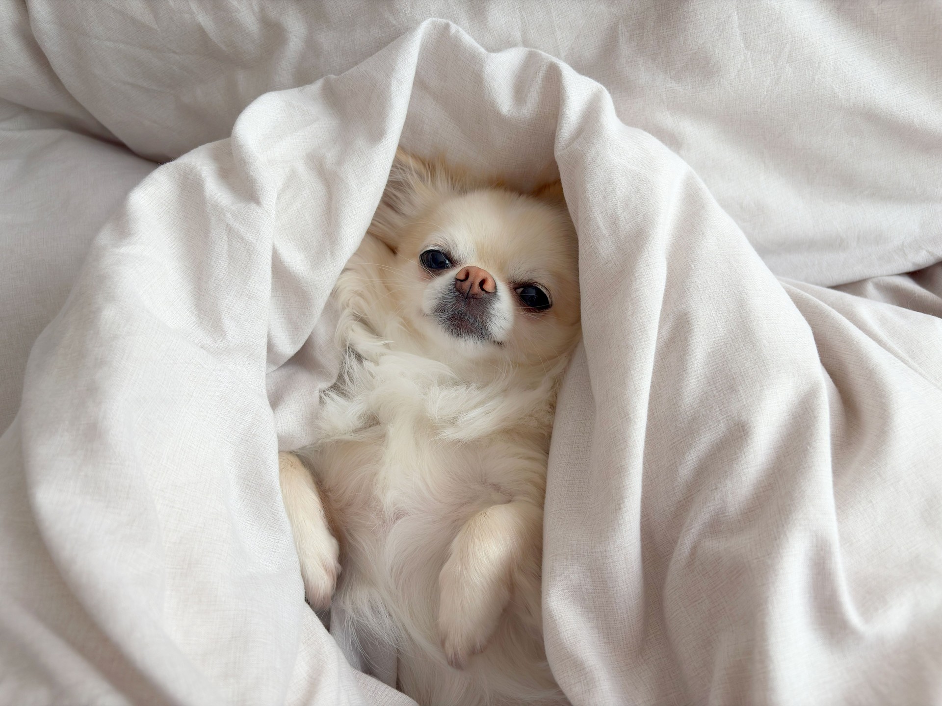 Cute little longhaired chihuahua dog lying in the bed