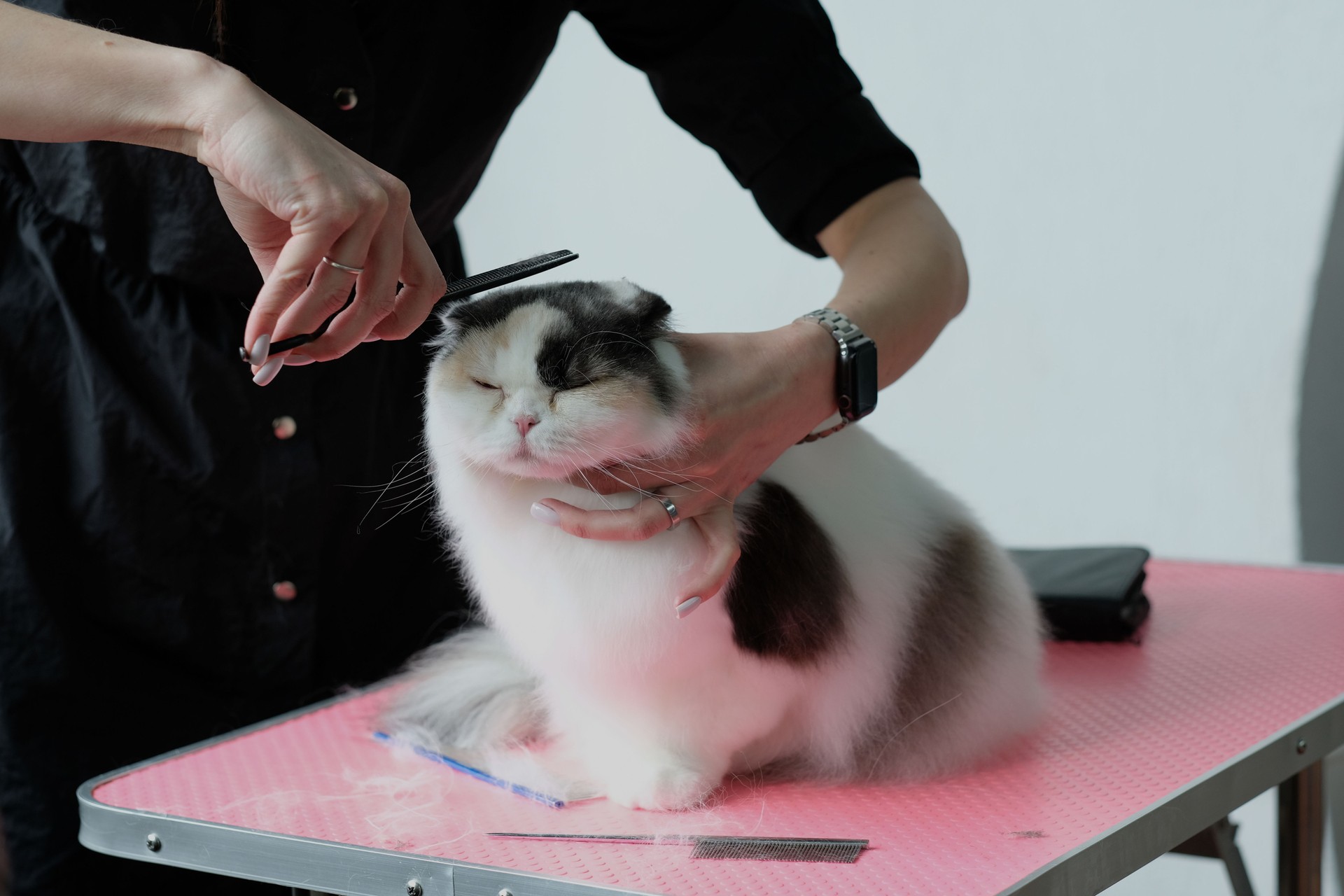 Grooming master cuts a cat, cares for a cat