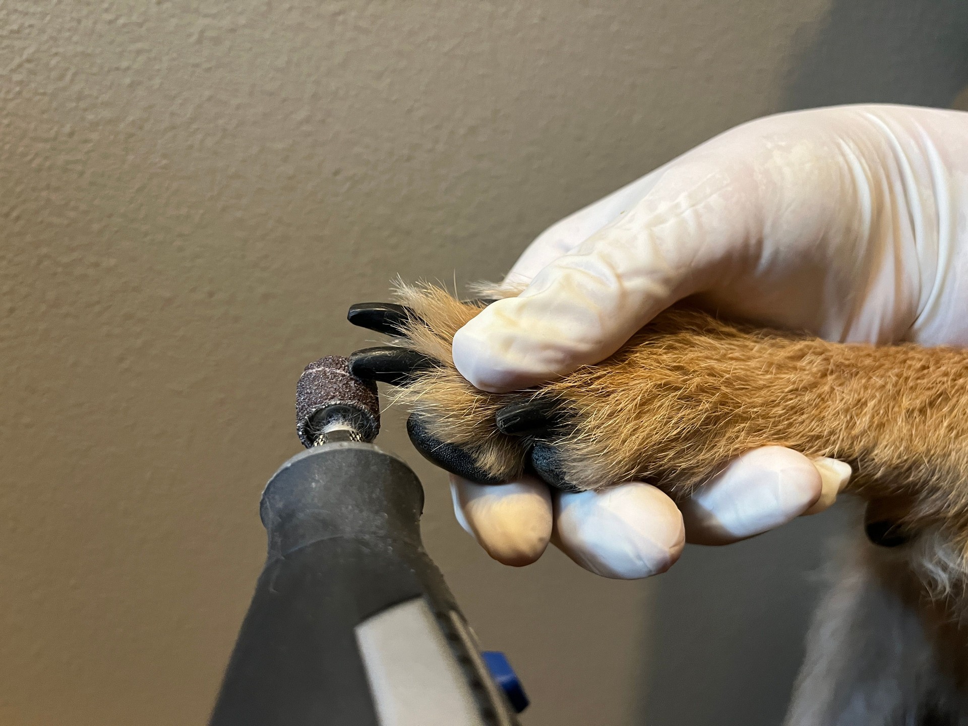 Dremel being used to trim large dog’s toenails, close up.